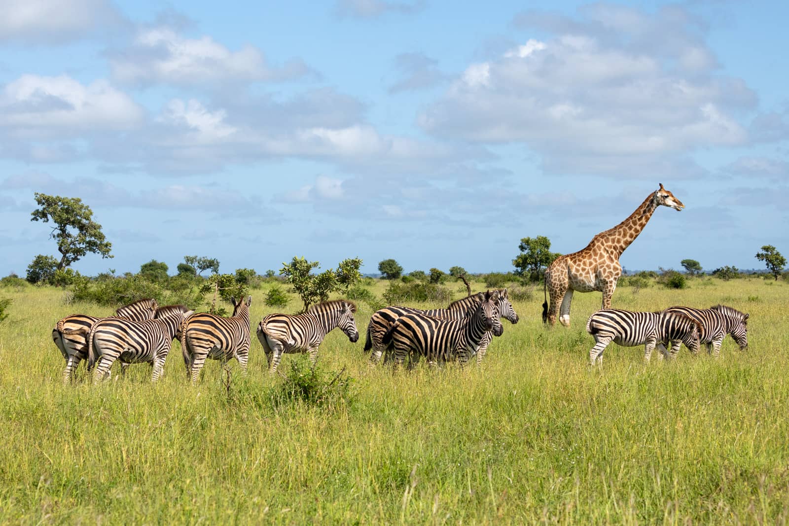 Kitted Africa Kruger Car Hire-0703