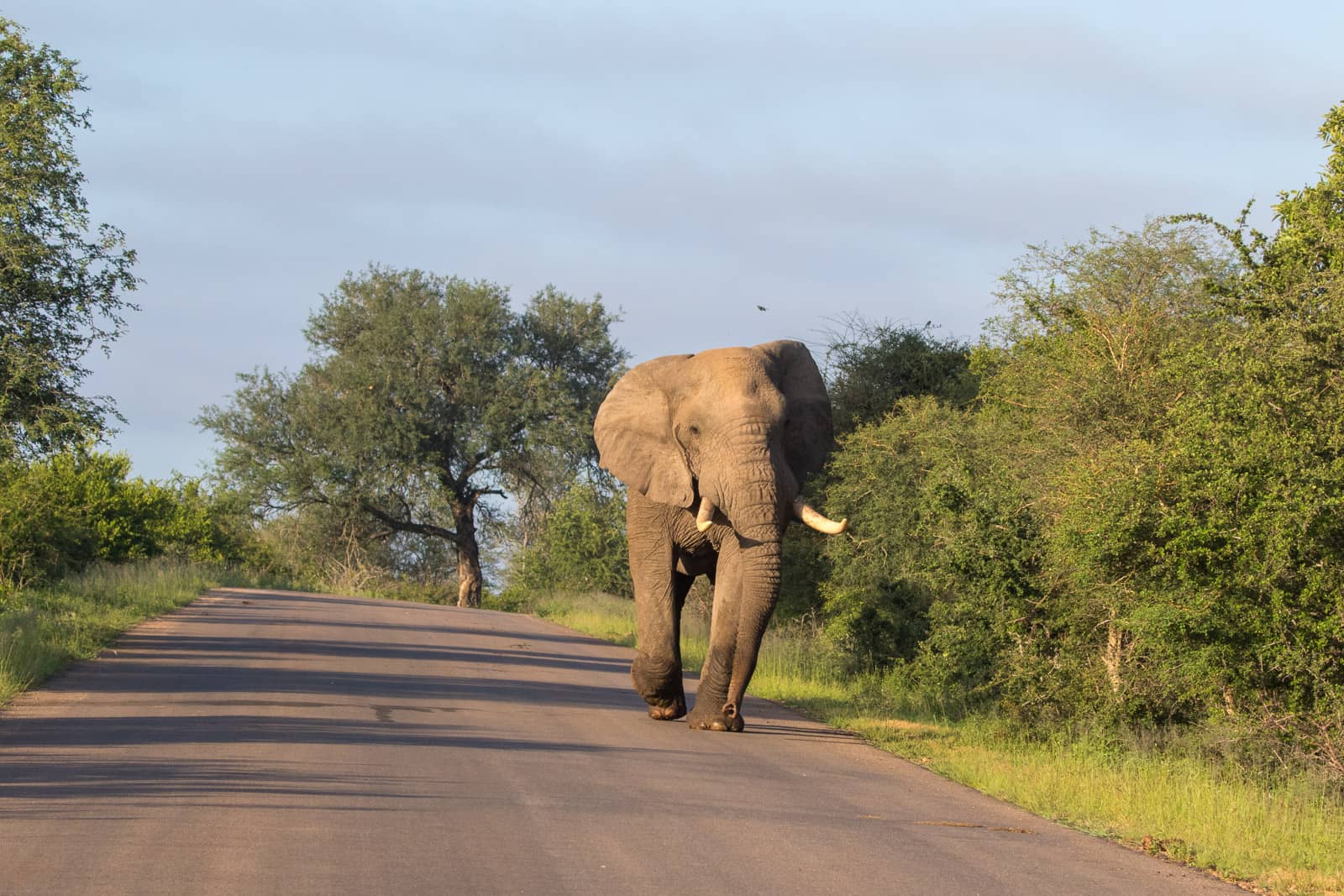 Kitted Africa Kruger Car Hire-7423