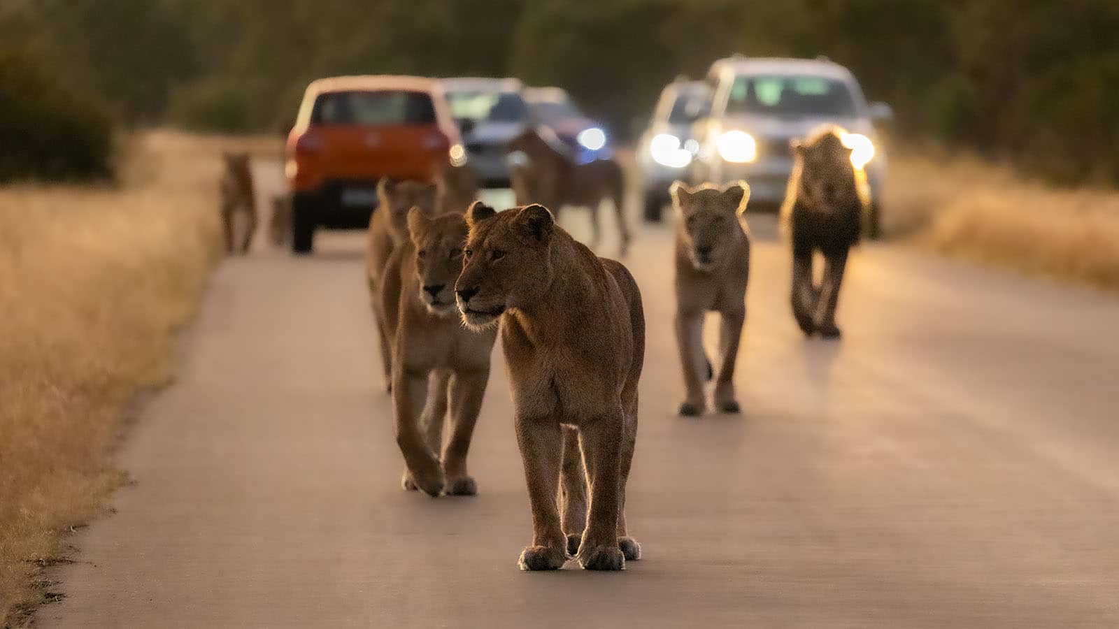 Kitted Africa Lions in Road