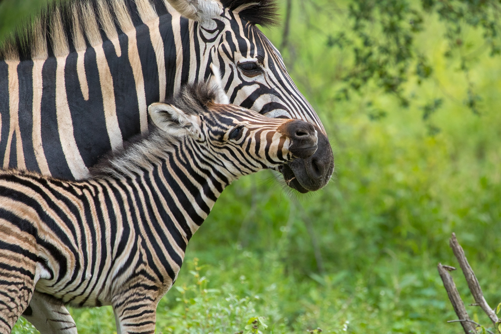 Visiting Kruger in Summer