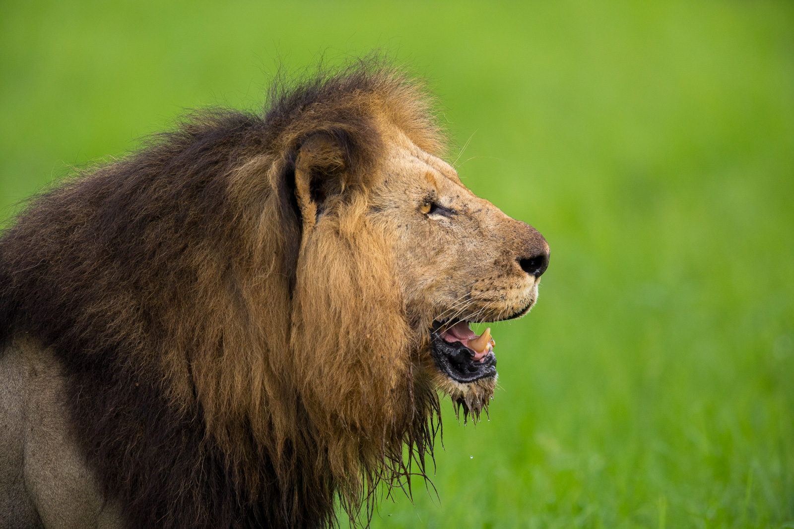 Visiting Kruger in Summer