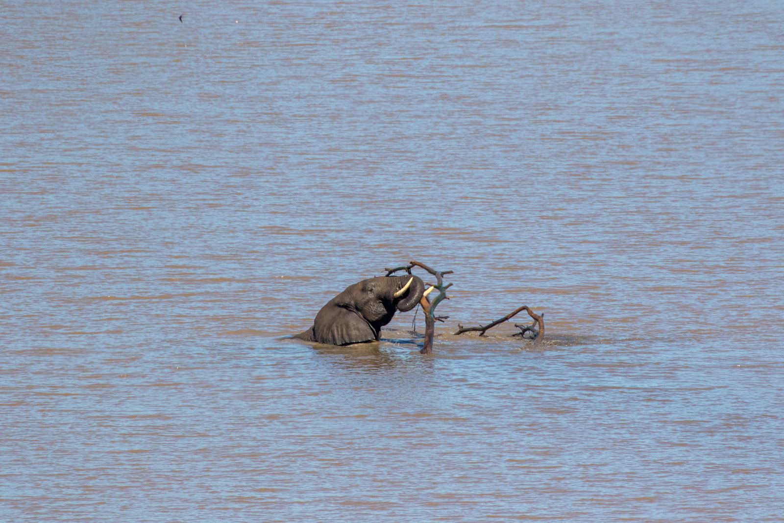 Visiting Kruger in Summer